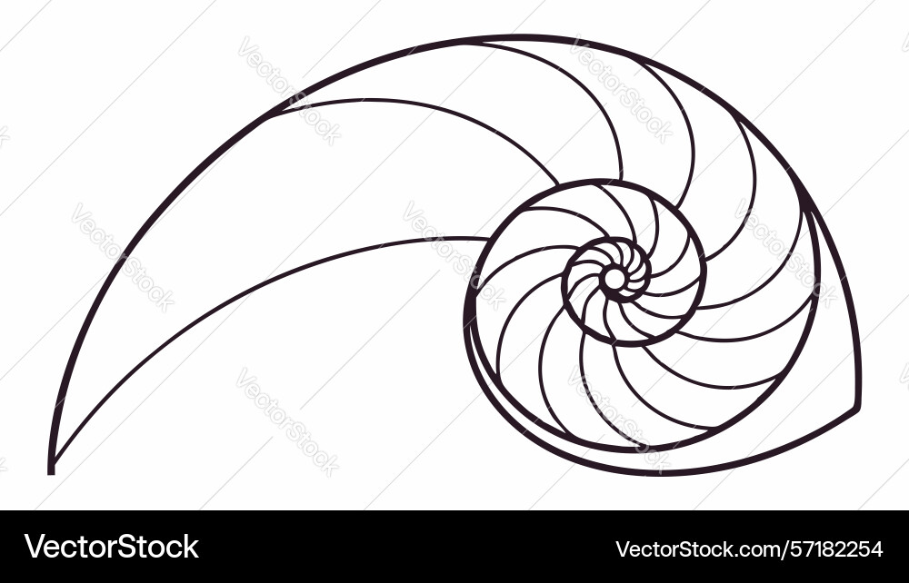 Minimalist conch shell outline design vector image