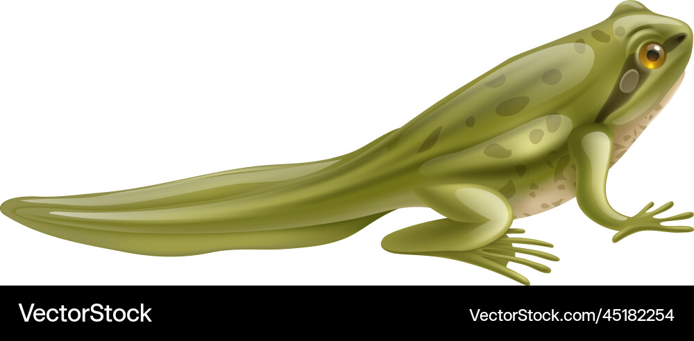 Young frog tadpole composition vector image