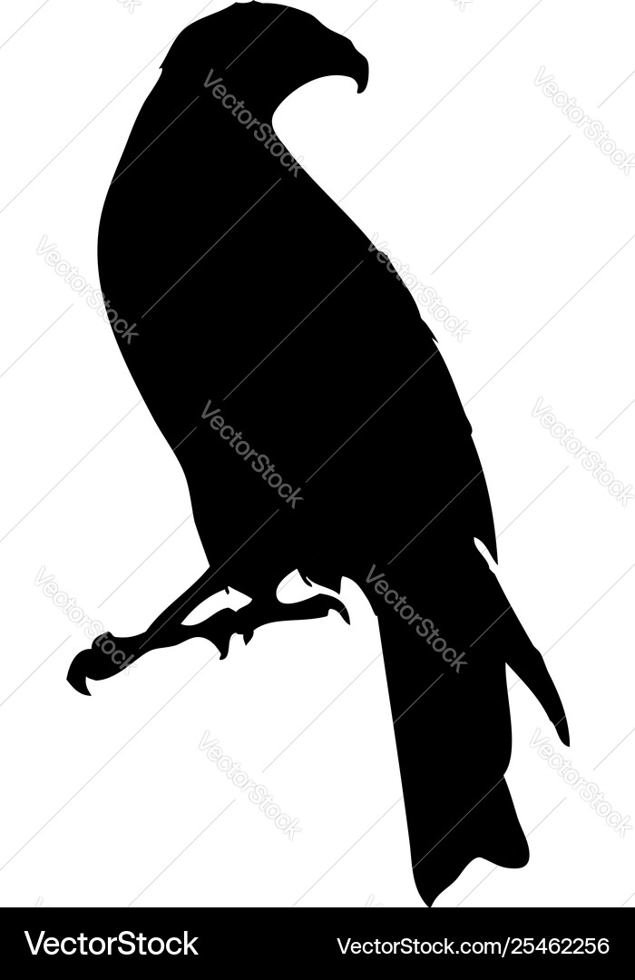 Bird Silhouette - Flying Wildlife Vector Image