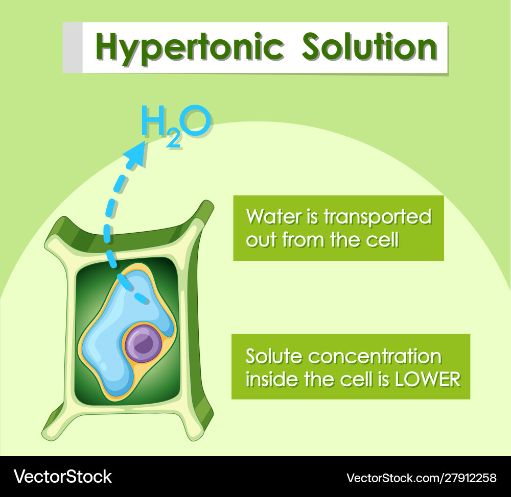 Diagram showing hypertonic solution Diagram showing hypertonic solution vector image