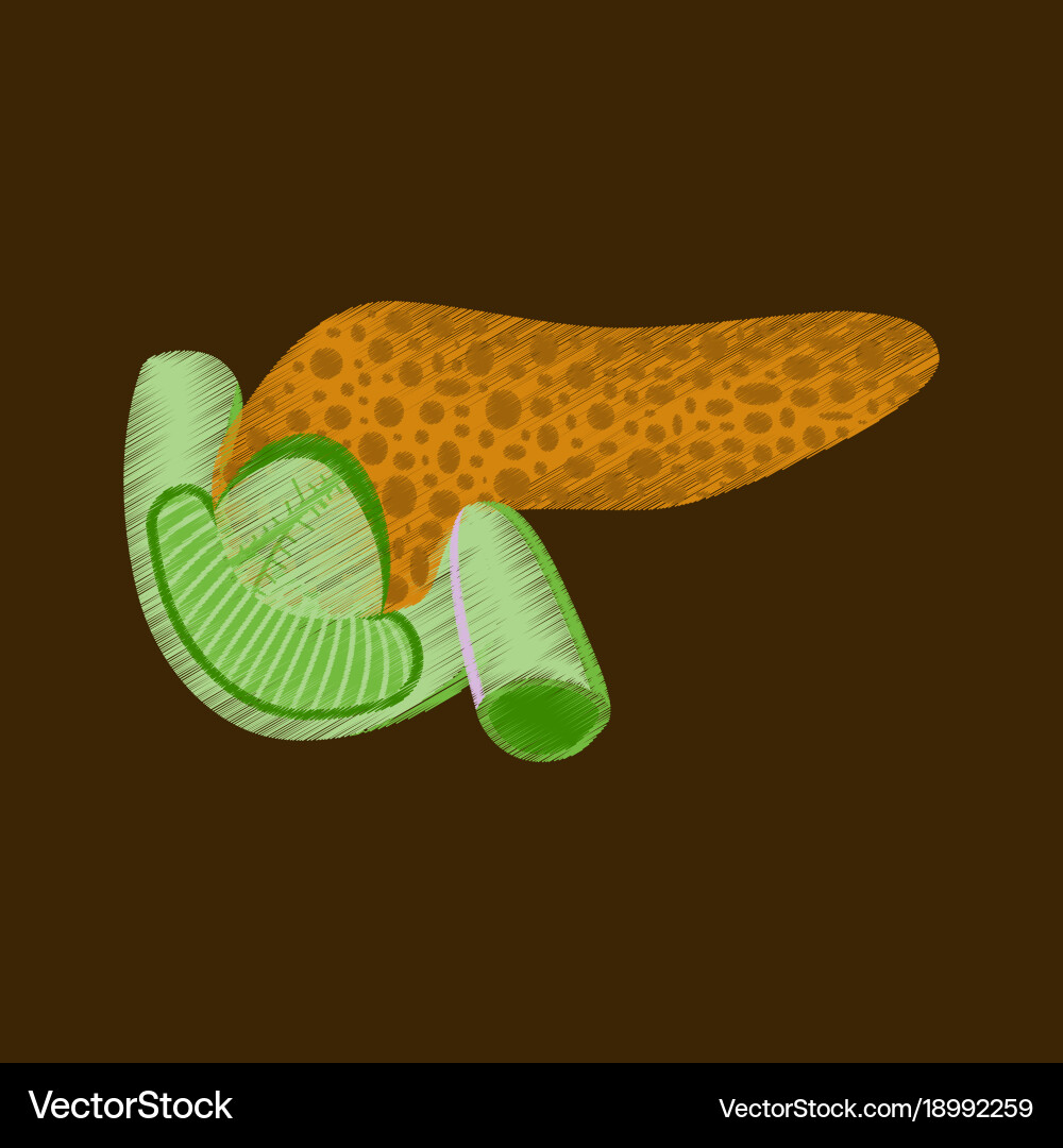 Flat shading style icon duodenum and pancreas Vector Image