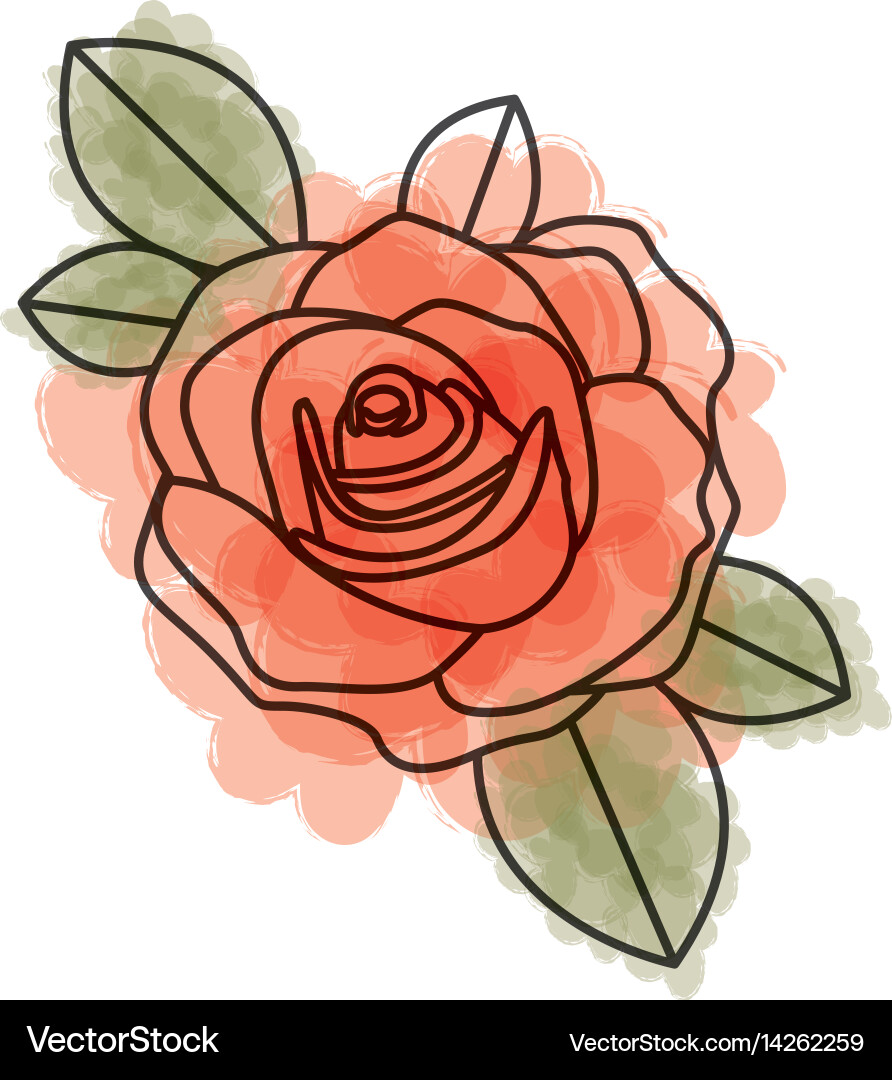 Watercolor drawing flowered red rose – Royalty-Free Vector | VectorStock, image size:892x1080