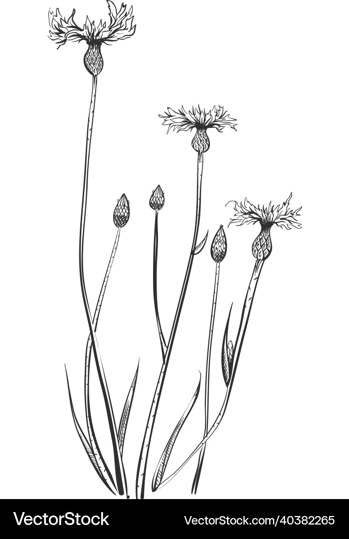 Knapweed flower bluets plant hand drawn centaury Vector Image