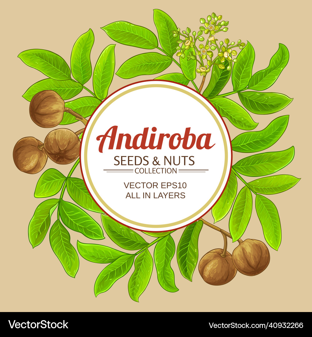 Andiroba branches frame on color background Vector Image