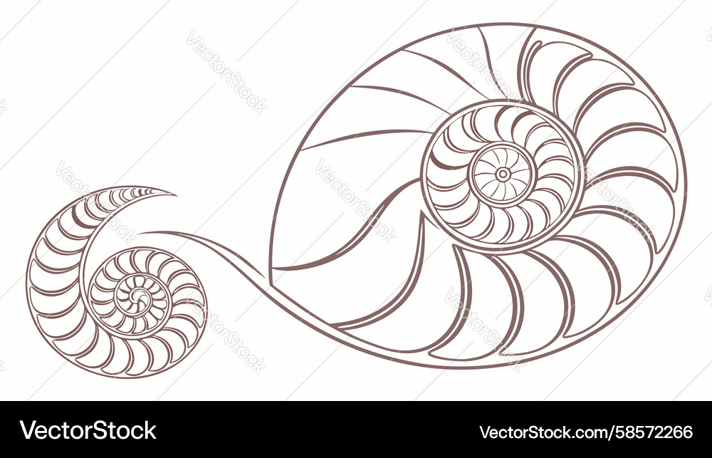 Fibonacci Shell Spiral Vector Image