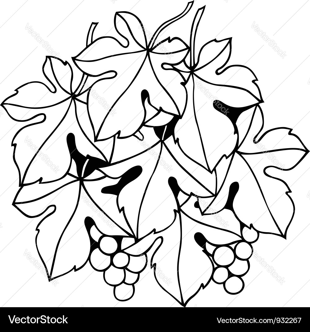 Grape vine Vector Image