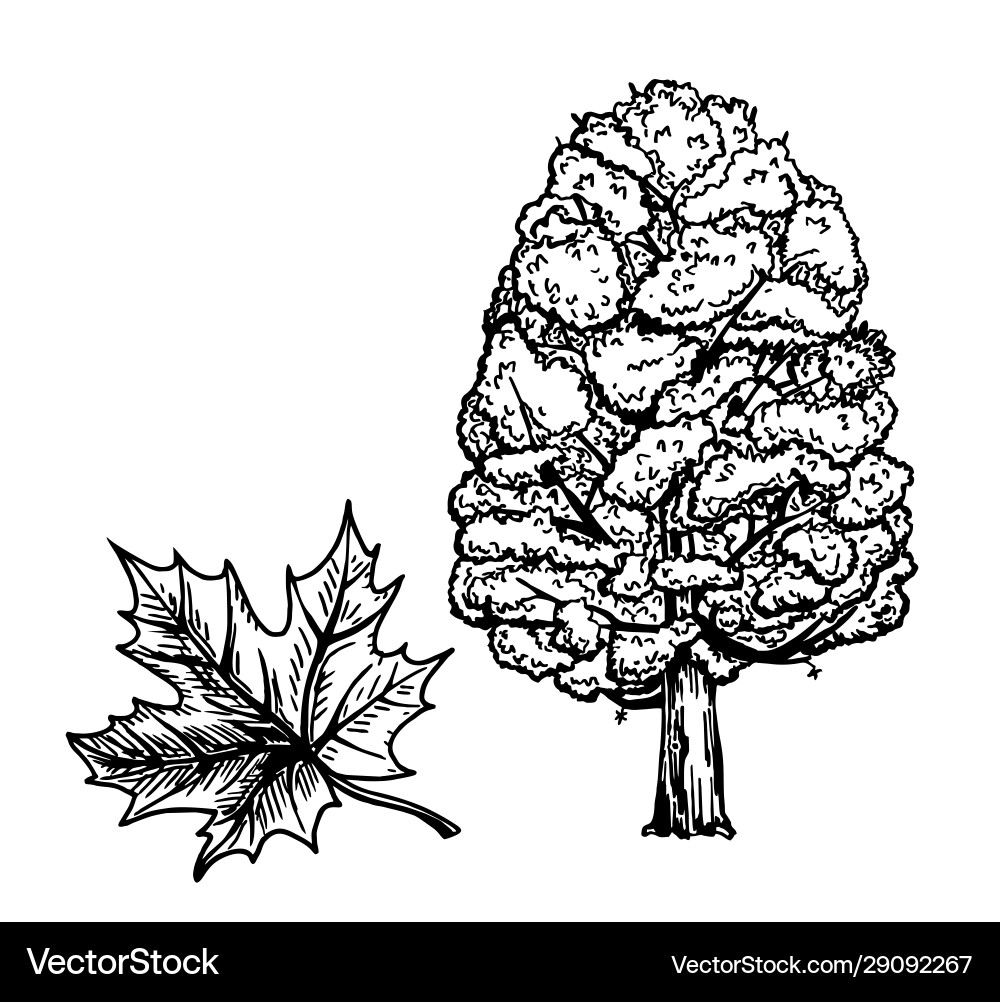 Maple trees branch and leaf ink sketch isolated Maple trees branch and leaf ink sketch isolated vector image