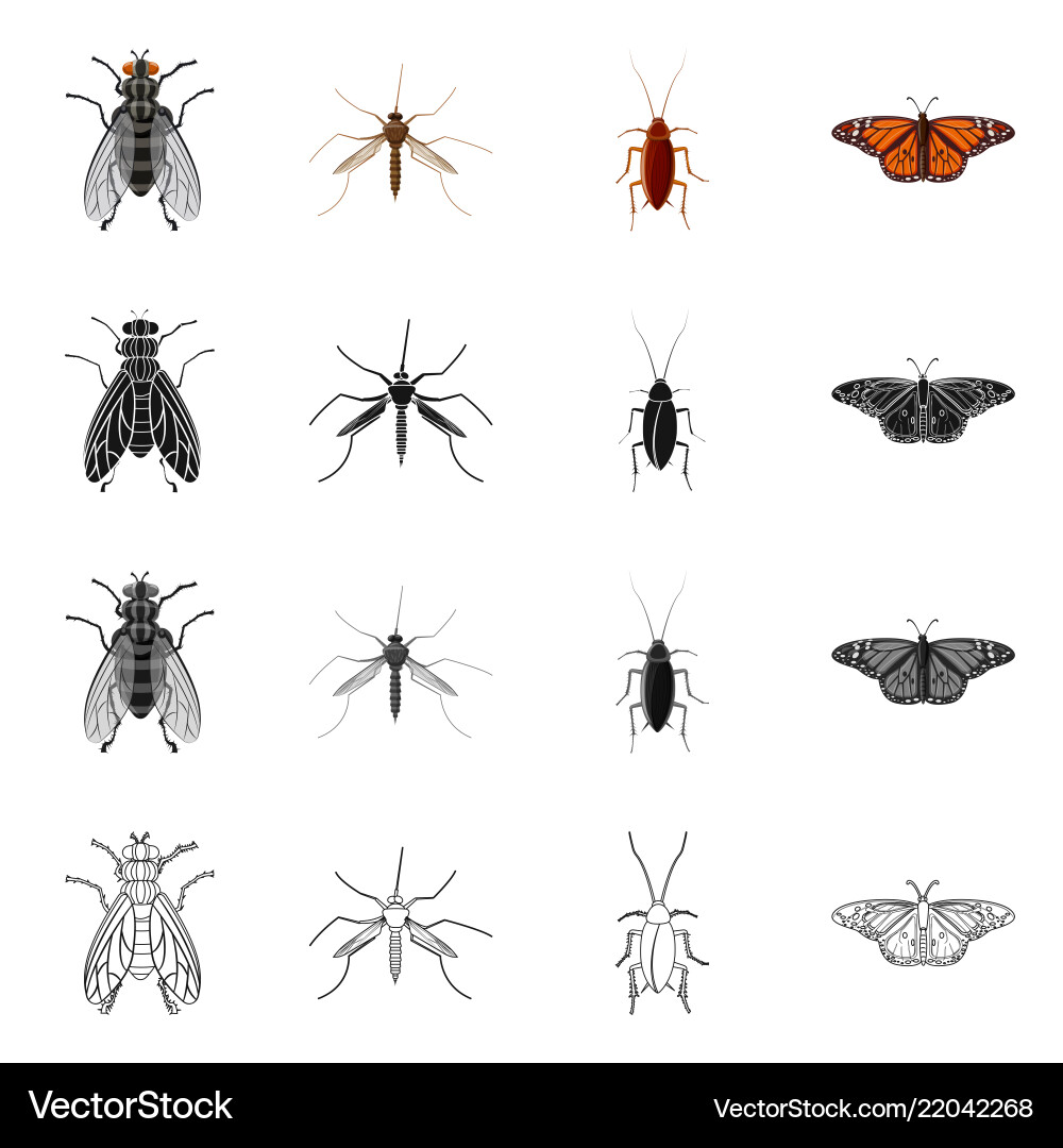 Isolated object of insect and fly symbol Isolated object of insect and fly symbol vector image