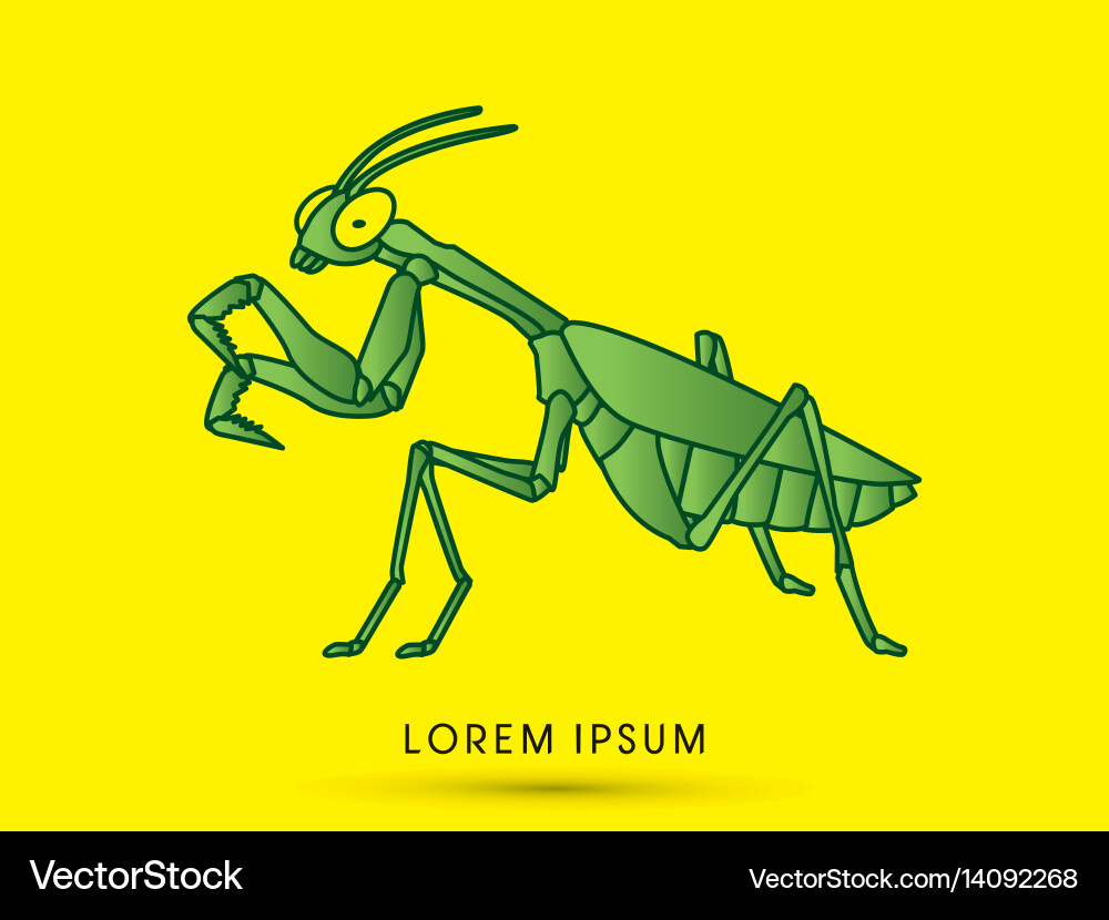 Mantis mantodea grasshopper vector image