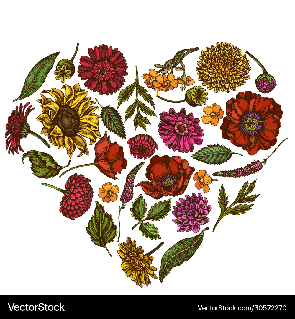Heart floral design with colored poppy flower Heart floral design with colored poppy flower vector image