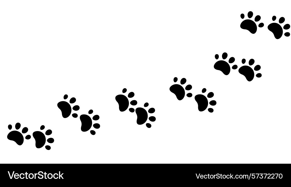 Path of paw print trails vector image
