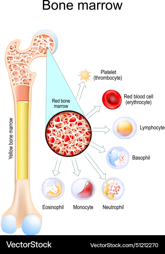 Yellow bone marrow and red blood vector image