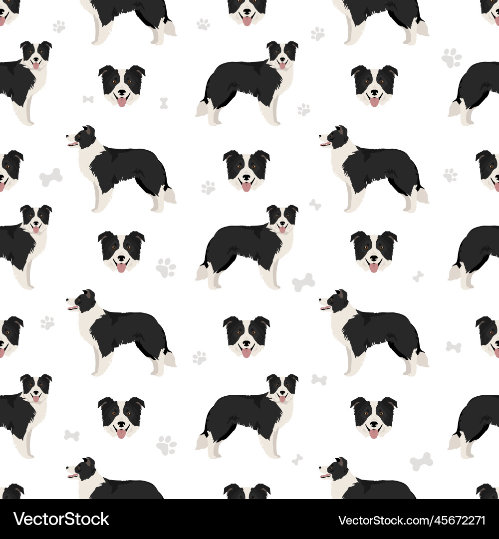 Border Collie Seamless Pattern vector image