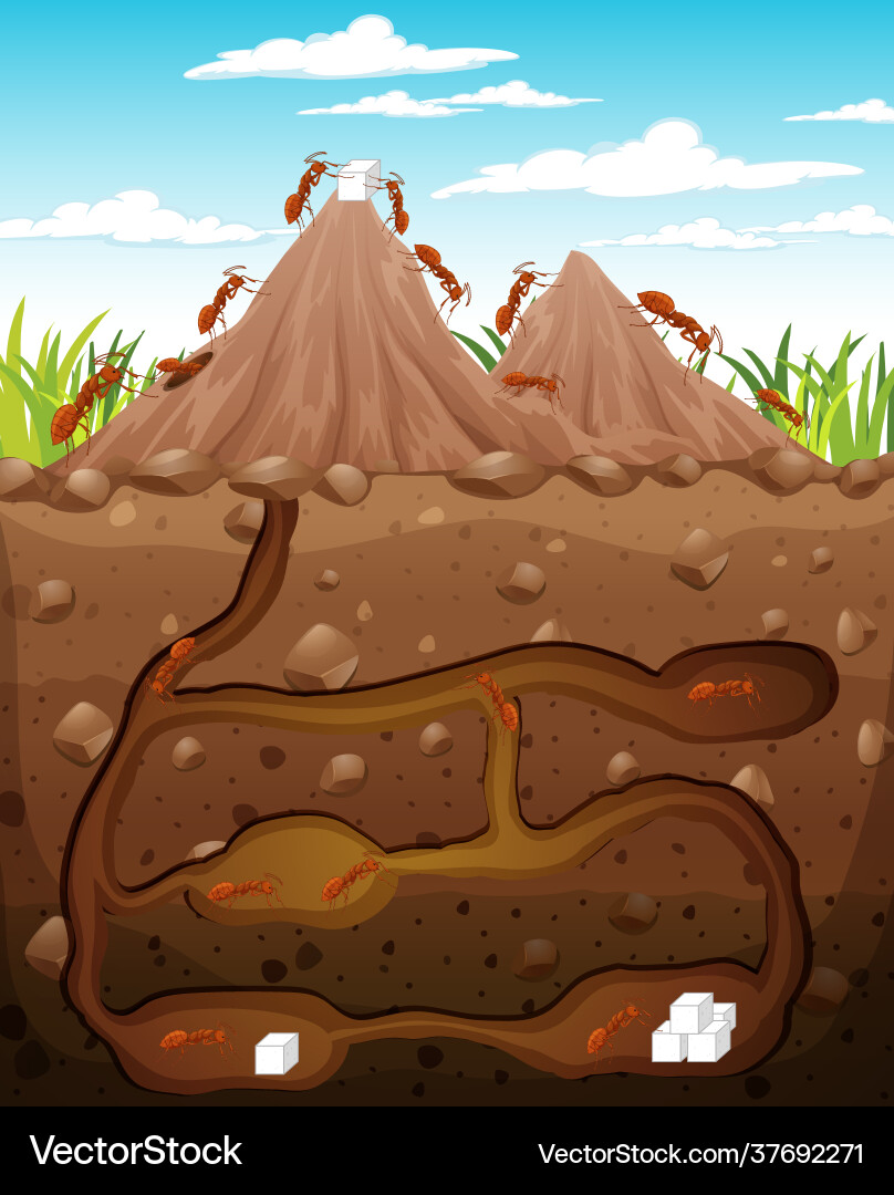 Underground animal burrow with ant family vector image