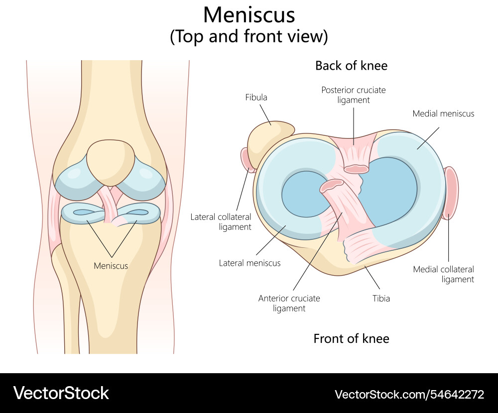Anatomy of meniscus in knee joint medical science Anatomy of meniscus in knee joint medical science Vector Image