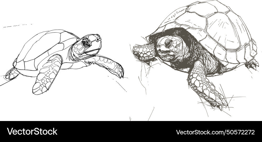 Drawing of one continuous line a turtle Vector Image