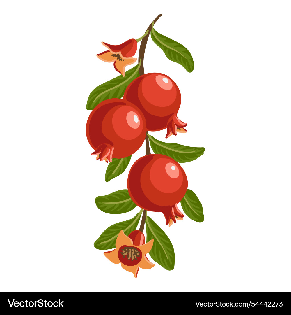 Drawing tree branch Vector Image