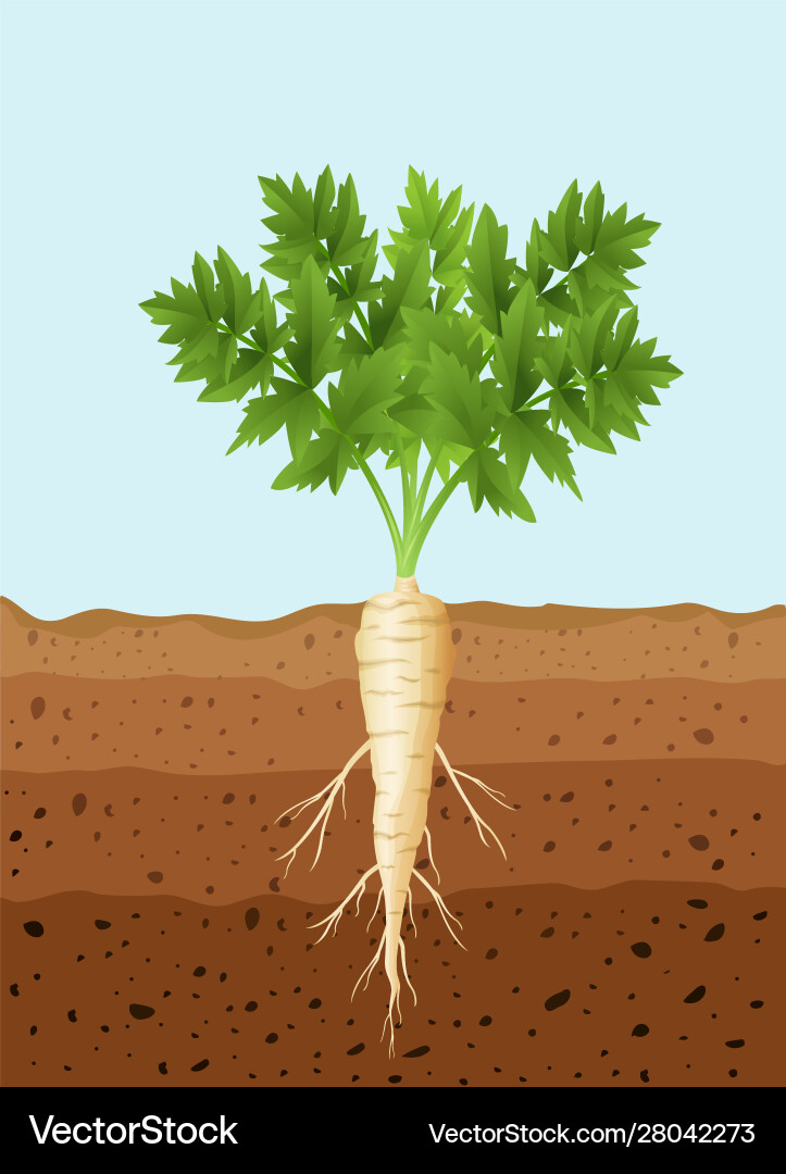 Parsnip tree plant with roots vector image