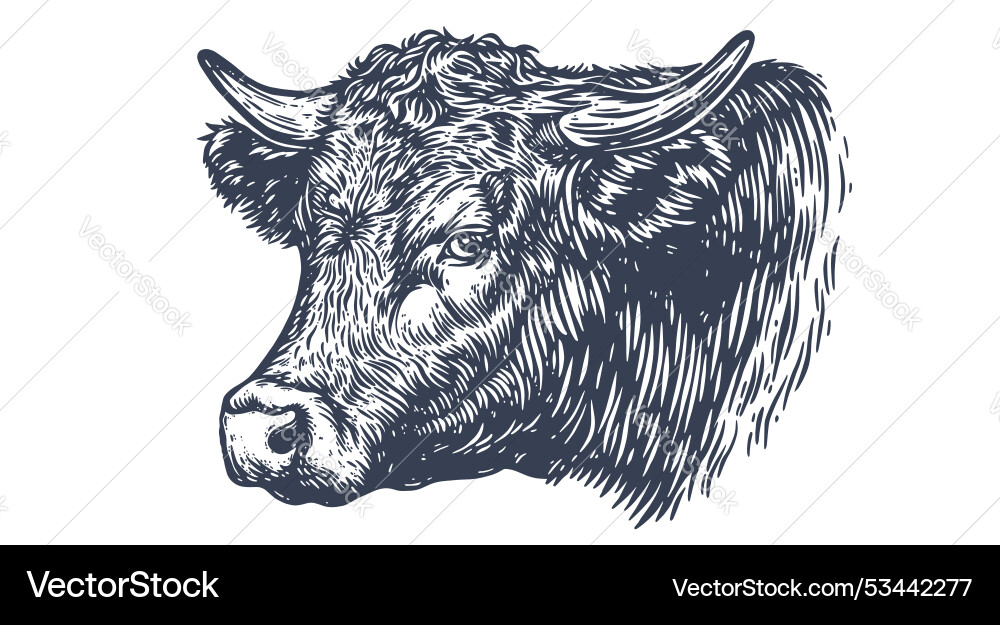 Cow bull beef vintage retro print Cow bull beef vintage retro print vector image