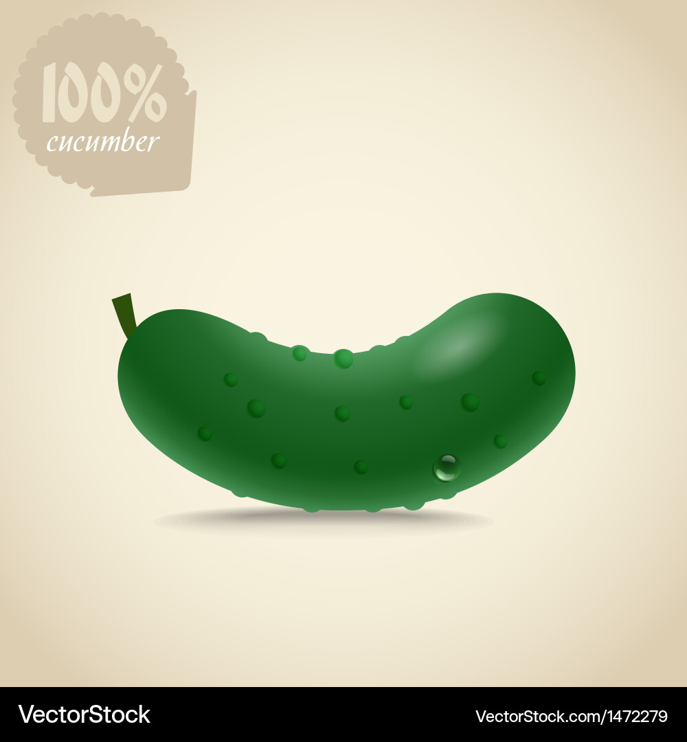 Fresh Cucumber Slice vector image