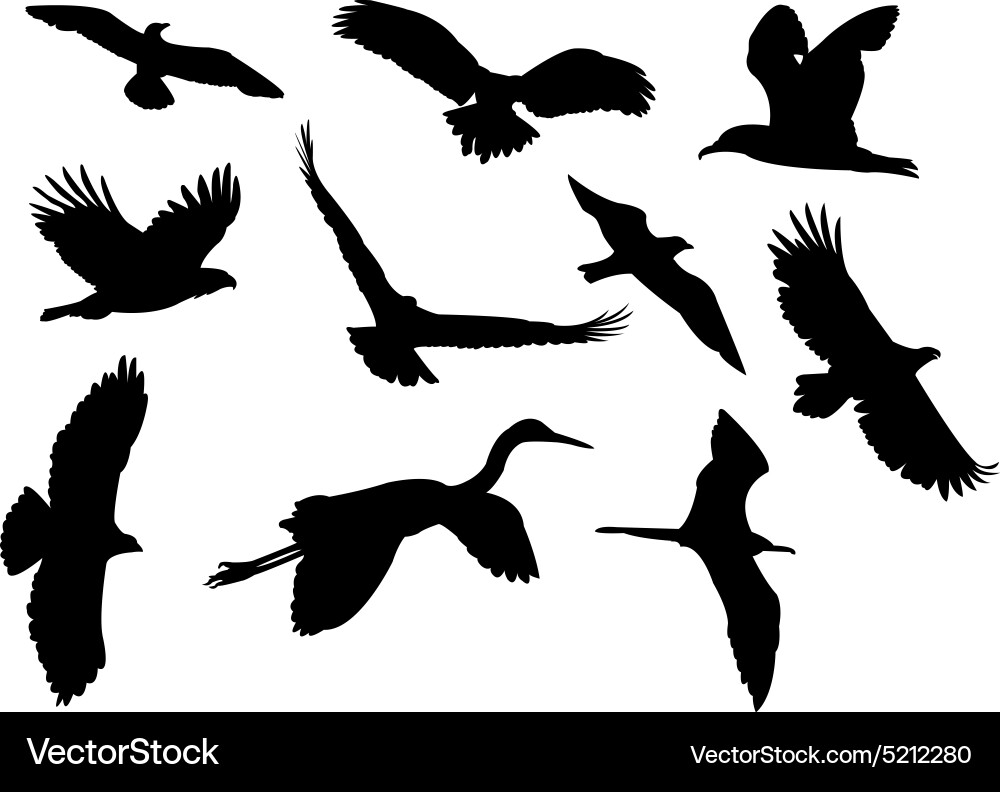 Bird Silhouettes Vector Image