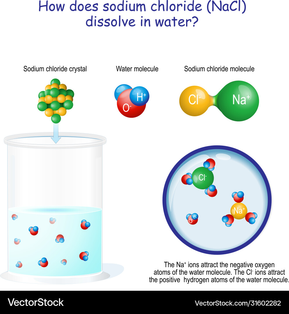 How does sodium chloride nacl dissolve in water vector image