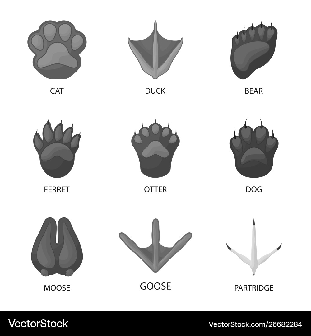 Isolated object wildlife and trace icon set Isolated object wildlife and trace icon set Vector Image