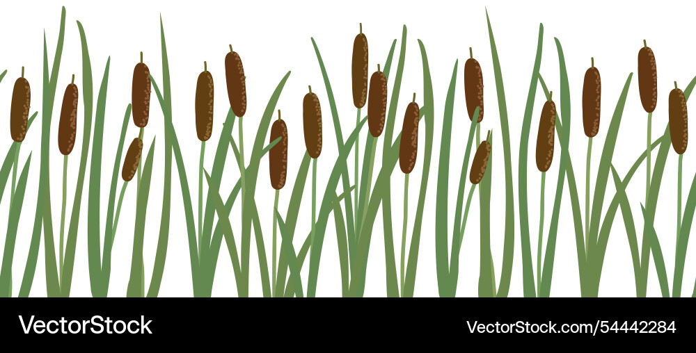 Seamless pattern with lesser bulrush vector image