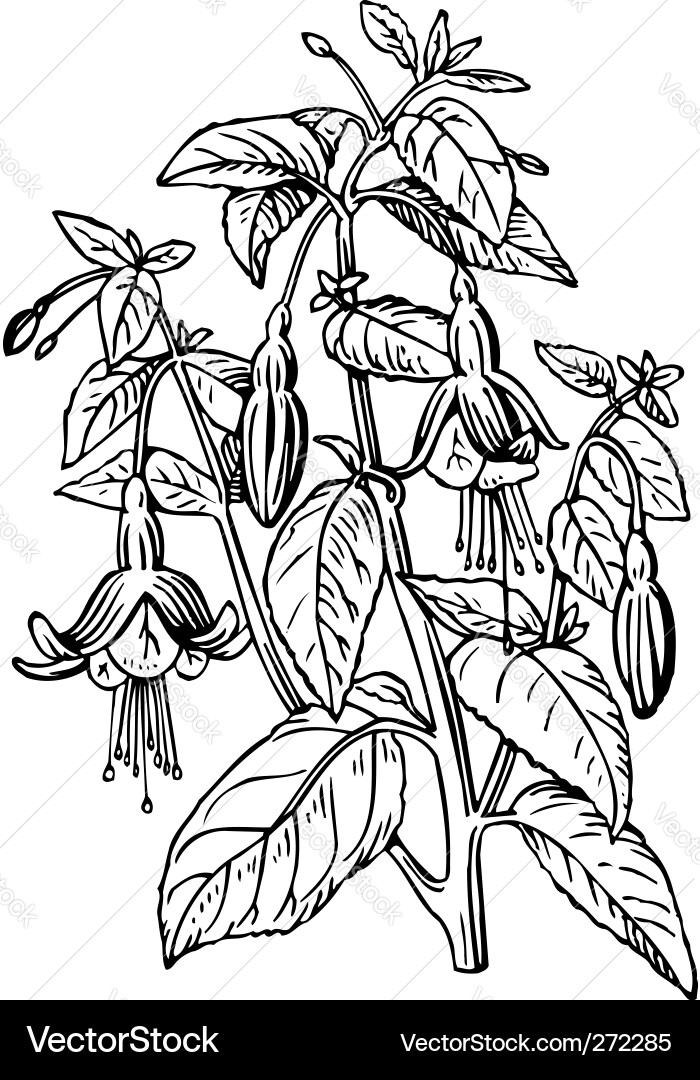Fuchsia Vector Image