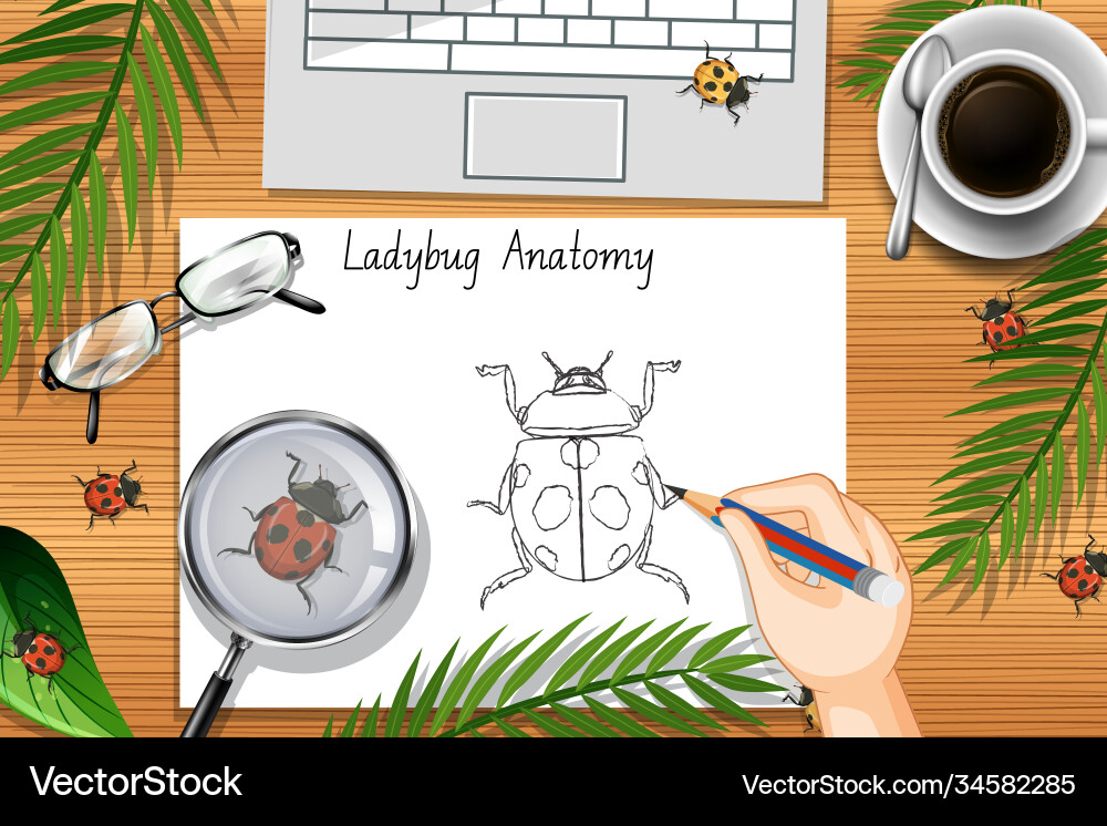 Top view office work table with elements Vector Image