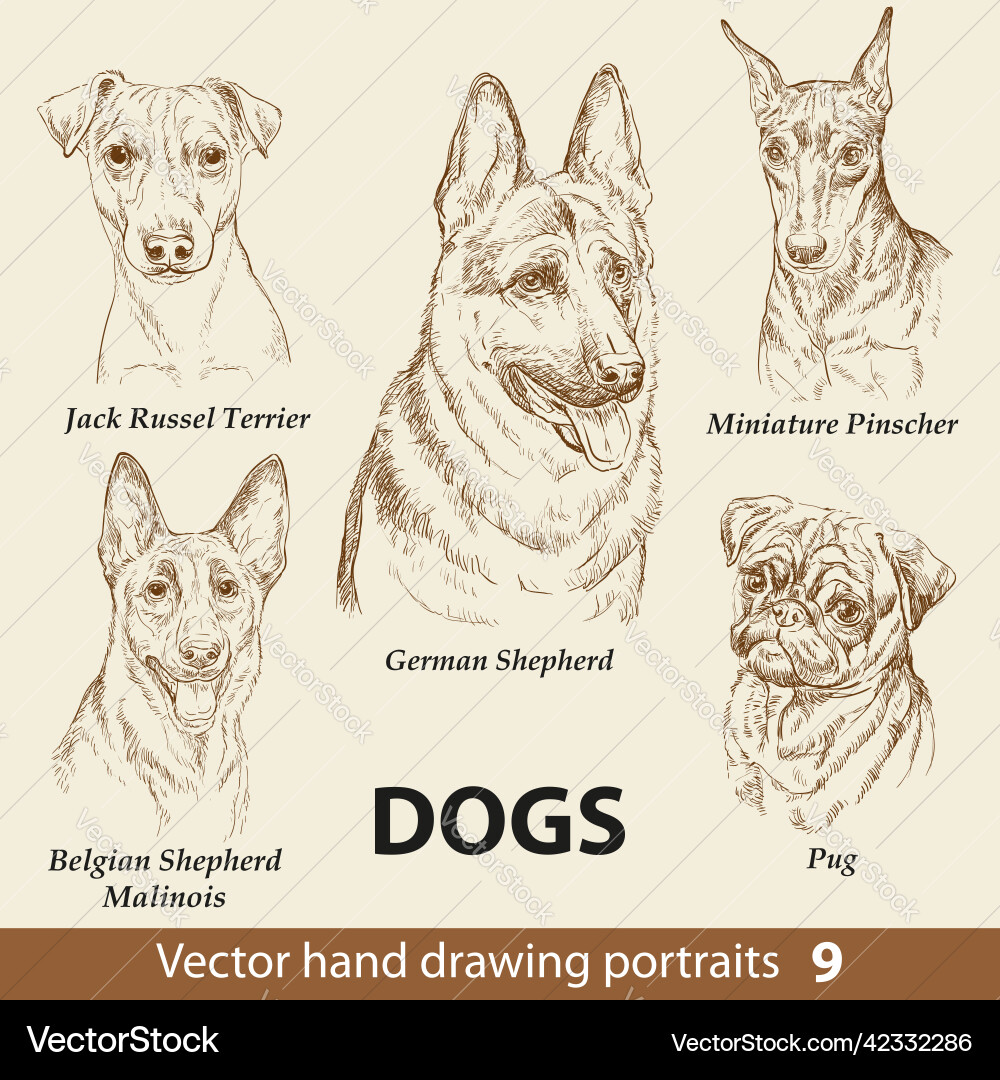 Set of hand drawing dogs part 9 Set of hand drawing dogs part 9 vector image
