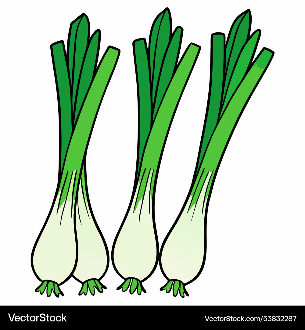 Spring onion isolated on white background green Vector Image