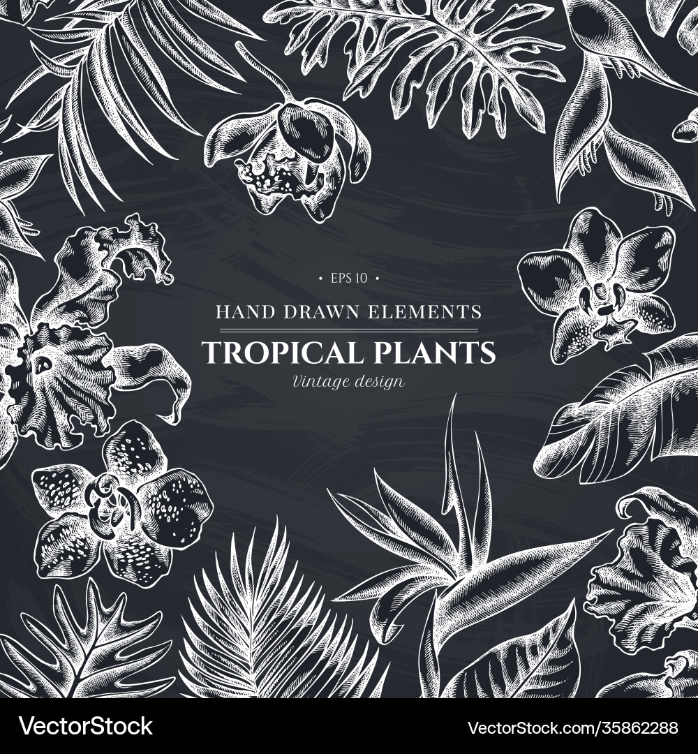 Blumendesign mit Kreide Monstera Bananenpalme Blumendesign mit Kreide Monstera Bananenpalme vektorbild