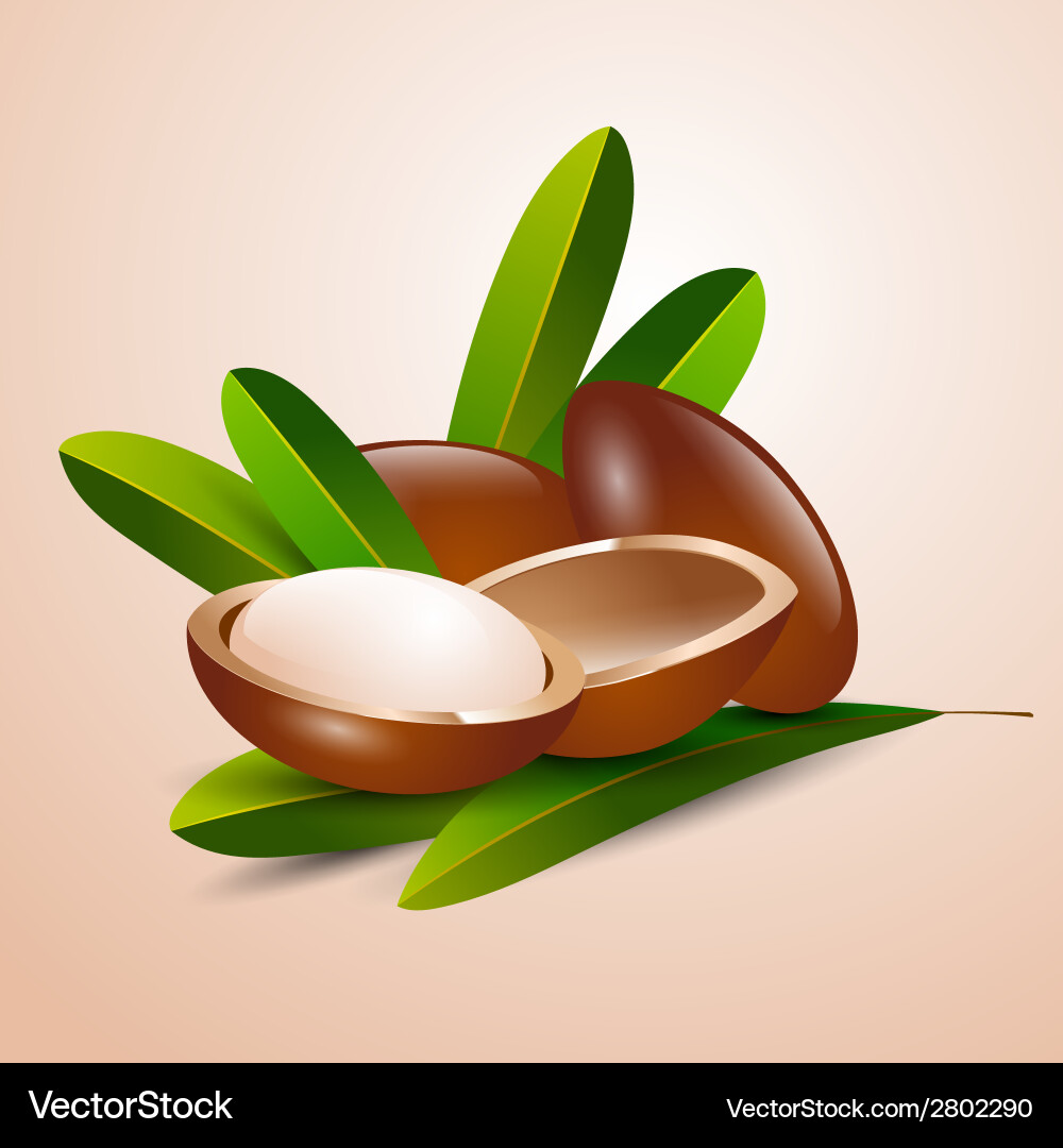 Argan Tree Branch with Nuts vector image