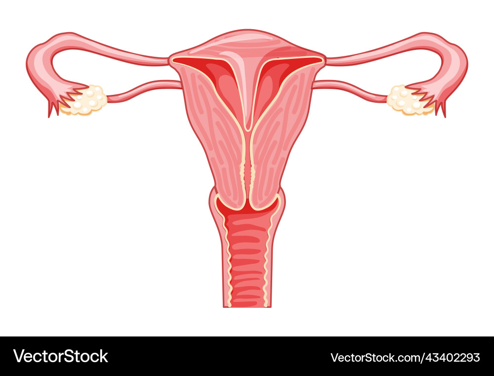 Uterin Septum septat Uterus weibliche reproduktive Uterin Septum septat Uterus weibliche reproduktive vektorbild