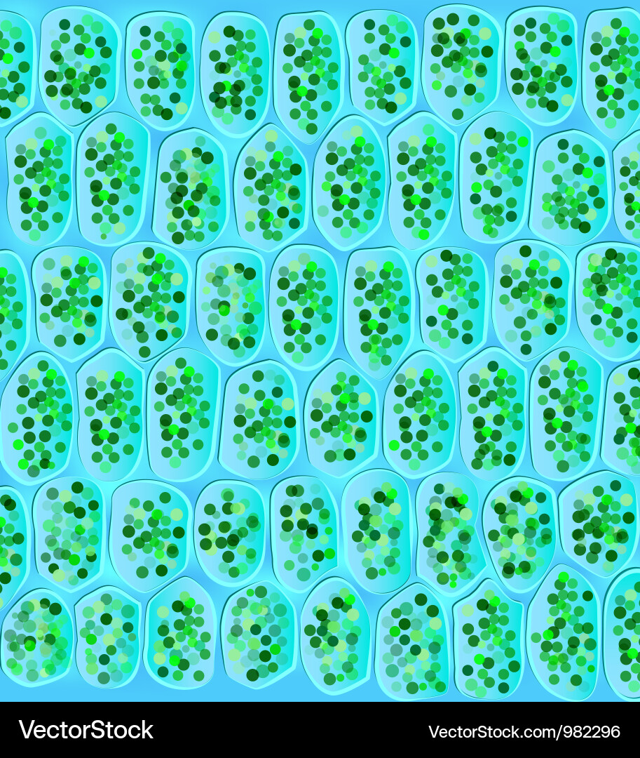 Chloroplast Structures Vector Image