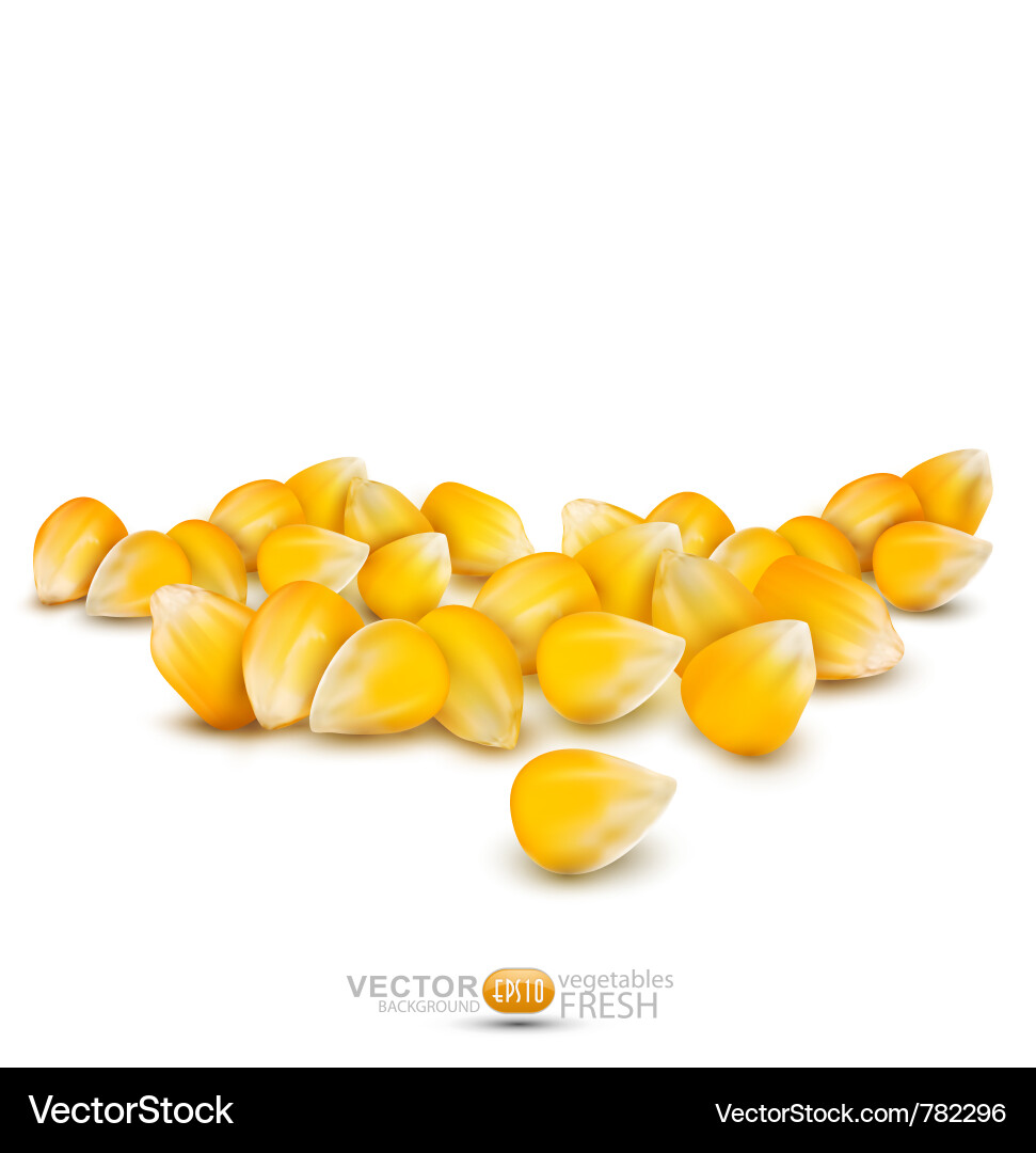 Fresh Corn Grains Royalty Free Vector Image - VectorStock