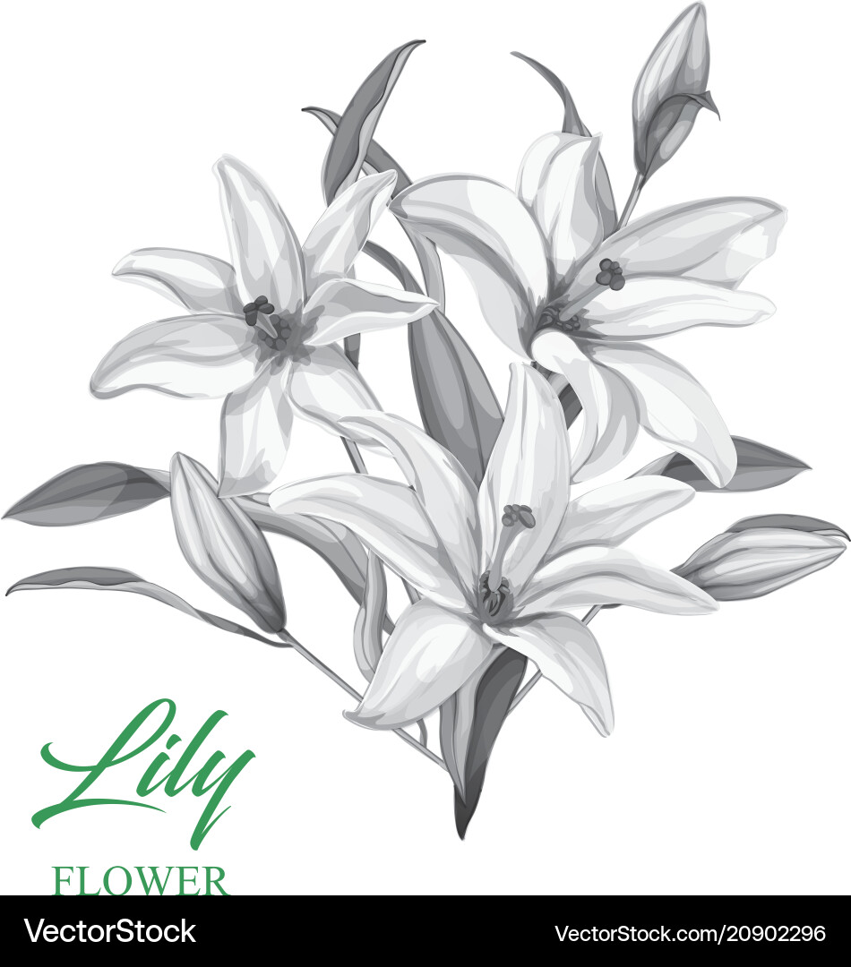 Realistic pink lily blossom leaves stem set Realistic pink lily blossom leaves stem set vector image