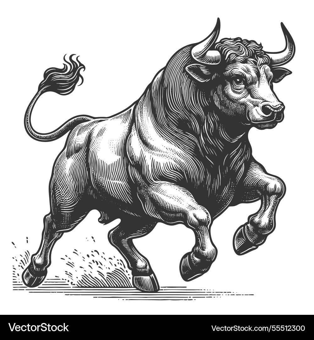 Charging bull engraving sketch Vector Image