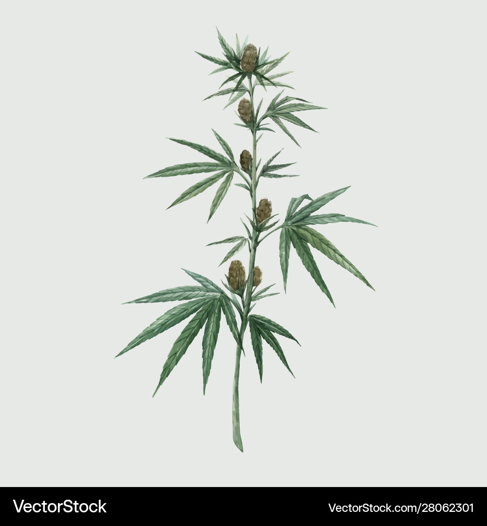 Beautiful watercolor medical marijuana Beautiful watercolor medical marijuana vector image