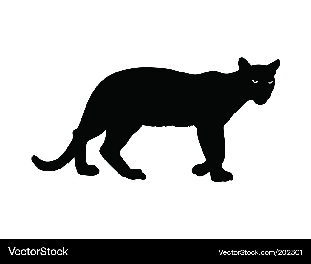 Night Panther Vector Image