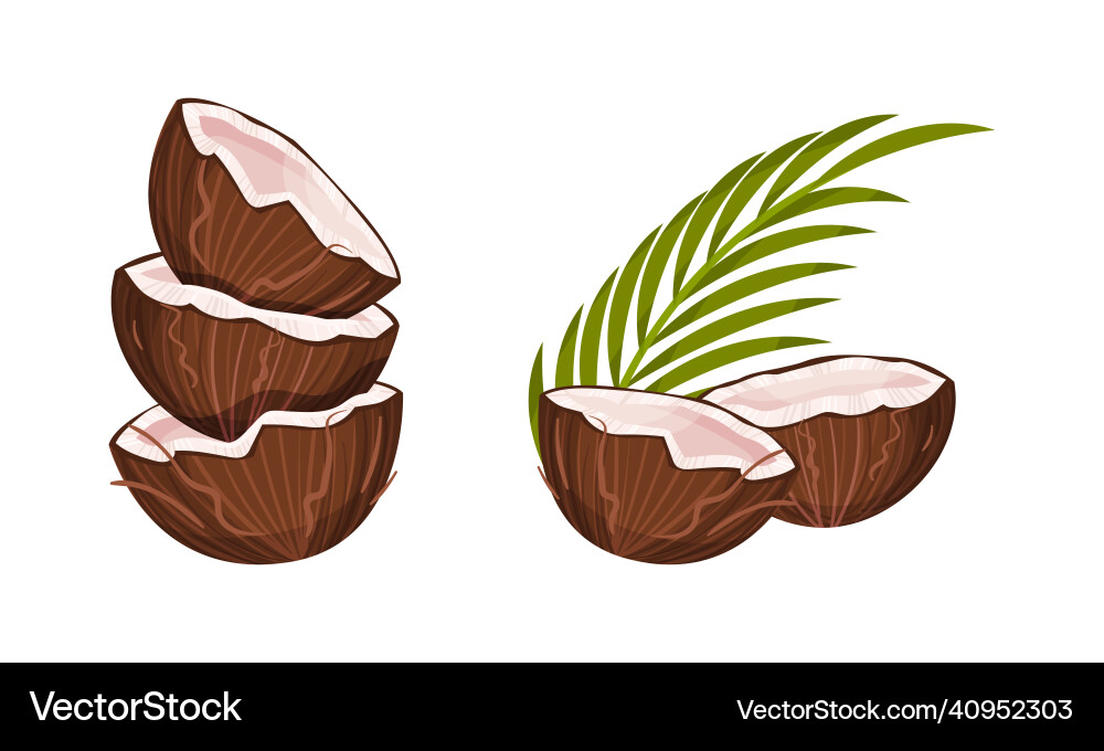Halved coconut with hard shell and fibrous husk Halved coconut with hard shell and fibrous husk vector image