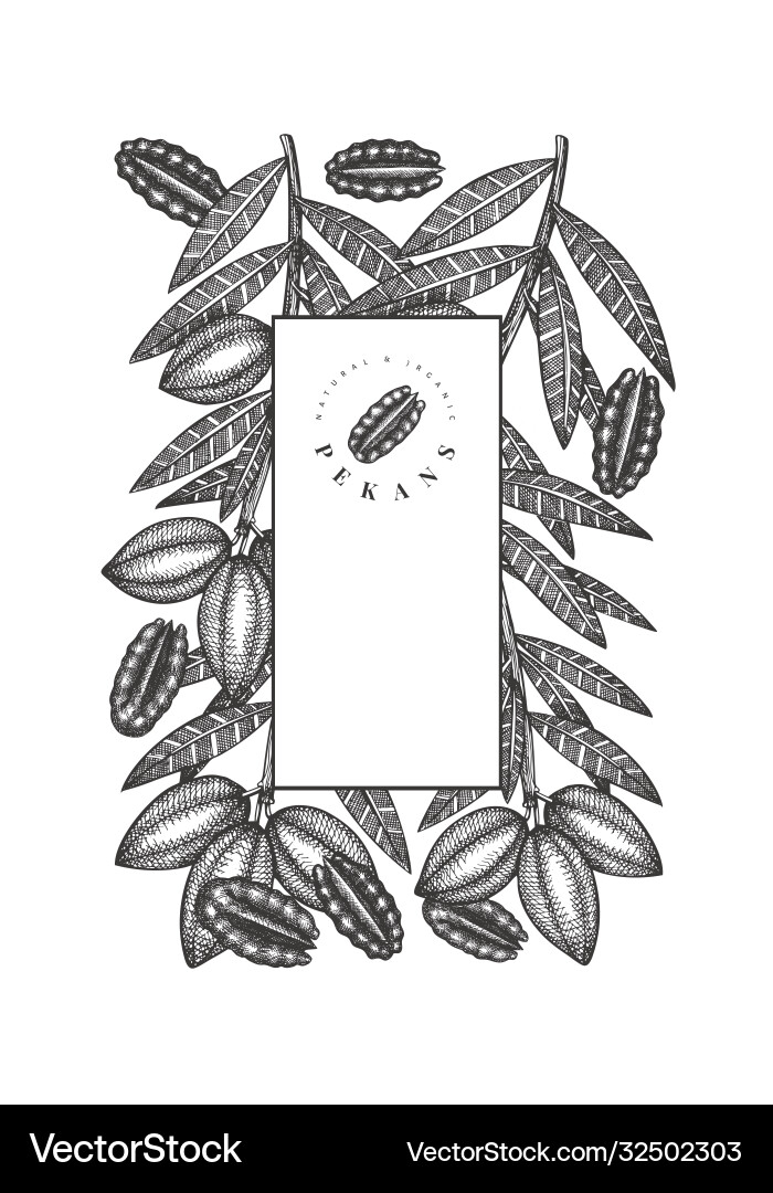 Hand drawn pecan branch and kernels design Hand drawn pecan branch and kernels design vector image