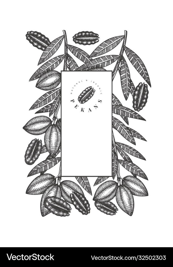 Hand drawn pecan branch and kernels design vector image