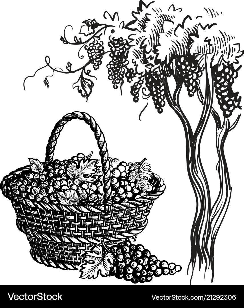 Basket with grapes Basket with grapes vector image