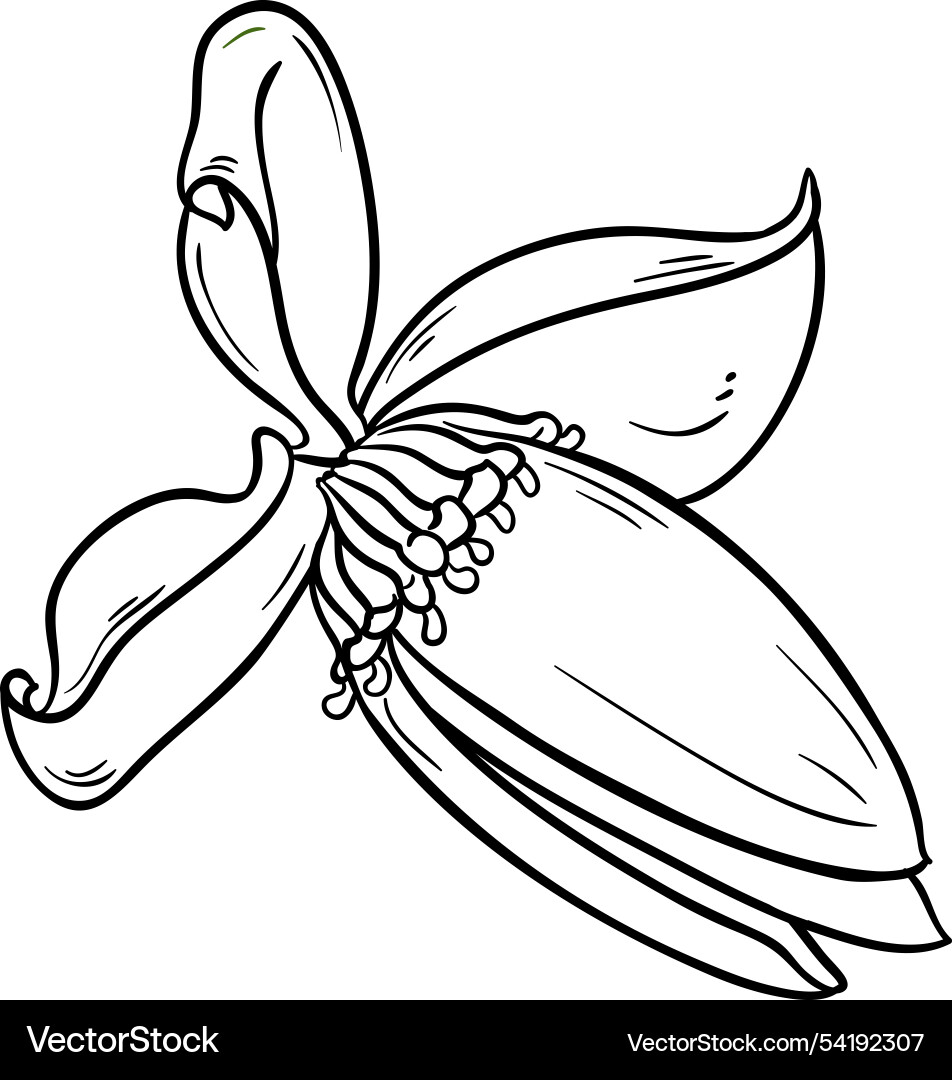 Banana flower detailed outline Vector Image