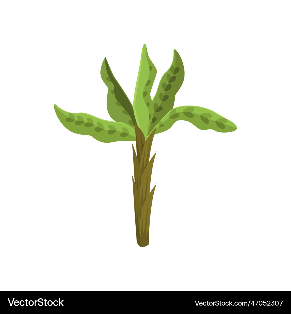 Exotic banana tree tropical vegetation Exotic banana tree tropical vegetation vector image