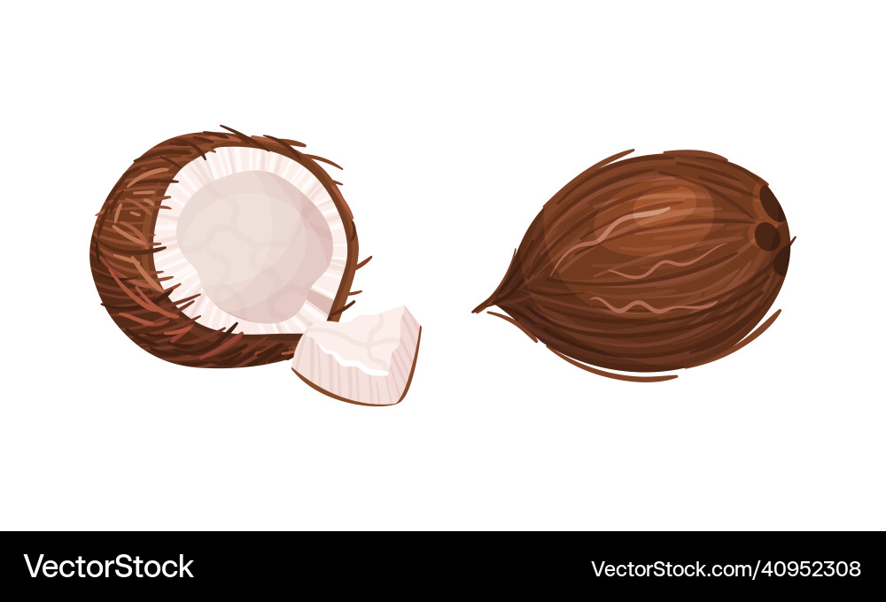Halved coconut with hard shell and fibrous husk Halved coconut with hard shell and fibrous husk vector image