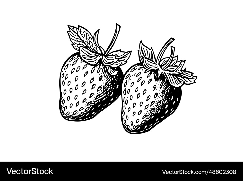 Strawberry in engraving style design element Vector Image