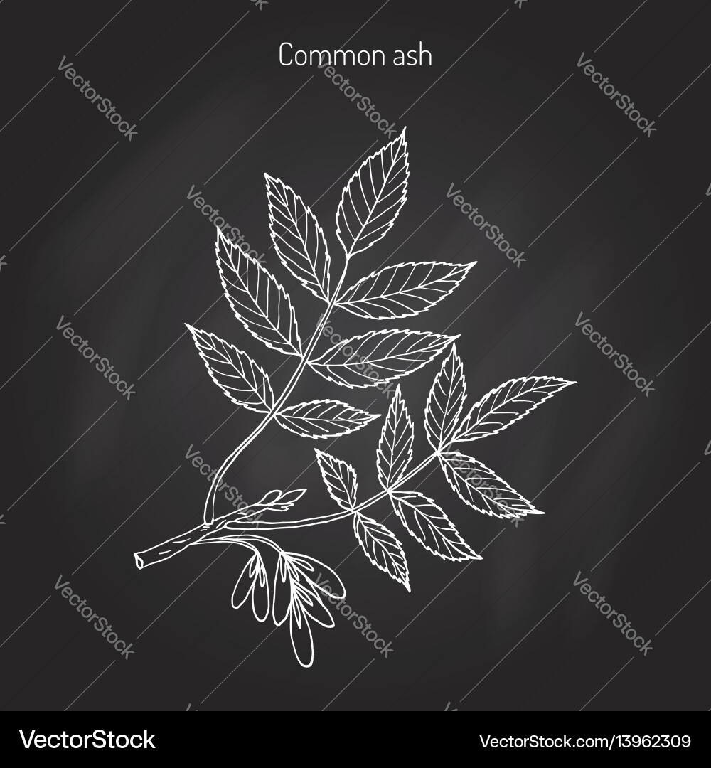 Common ash tree branch Vector Image
